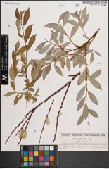 Foto von Salix daphnoides Vill.